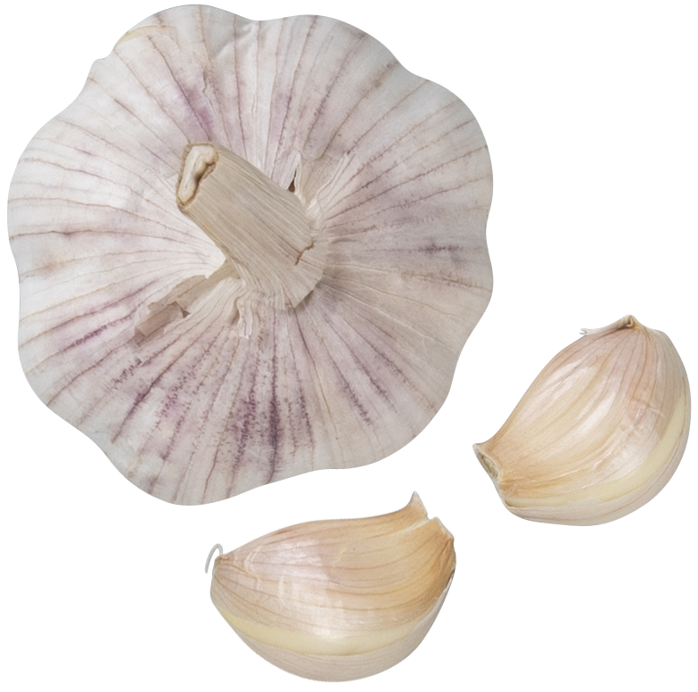 Garlic_0330